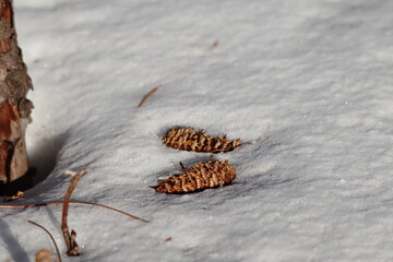 森のエビフライ（松ぼっくり）