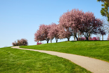 Sidewalk curving up the side of a green hill with trees blooming with pink leaves in May