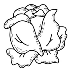 Vegetable. head of kale Vegetable. Vector illustration. Line drawing in hand doodle style, outline