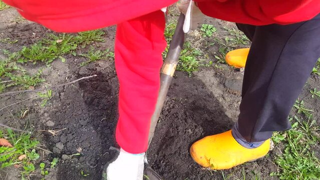 4k video, A worker in yellow rubber shoes and a red jacket digs the ground with a shovel in the garden, removing weeds with his hand, spring work in the garden