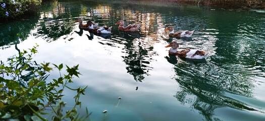 A BUNCH OF DUCKS SWIMMING IN POND