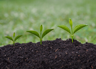 Sapling natural green nature growth new life ecological business financial progress business growth.