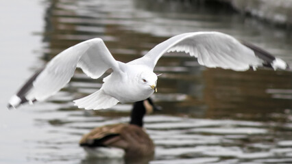 Seagulls at Scarborough Bluffs Park, Ontario, Canada
