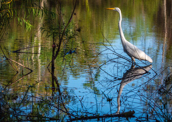 Great Egret wading in calm water along the nature trail in Pearland, Texas!