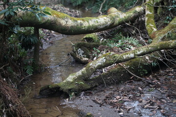 森　ジャングル