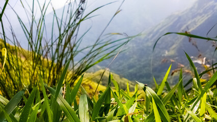 Little Adam's peak mountain valley. Natural summer landscape. Focused on green grass