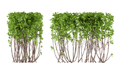 Isometric shrub plant 3d rendering
