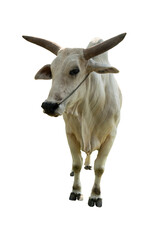 Front view of white male Thai cow with beautiful horns. On isolated white background with clipping path for animal textured.