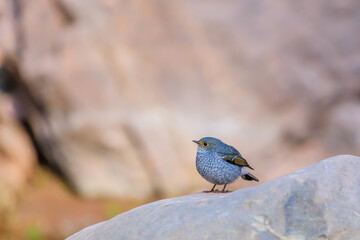 left profile of a plumbeous water redstart
