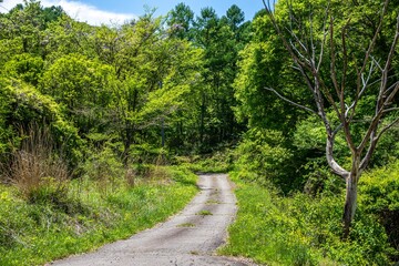 舗装された山道／長野県南佐久郡南牧村
