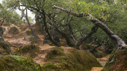 Bonsai-like trees that grow and live naturally in the Fatumnasi conservation forest, become an attractive sight for visiting tourists.