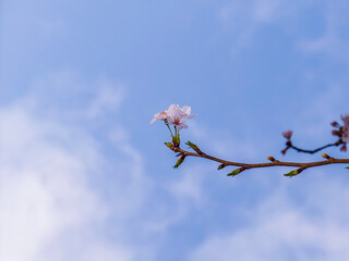 早春の桜のつぼみ　一輪
