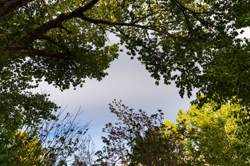 Natural frame made out of tree branches and leaves with middle sky open copy space