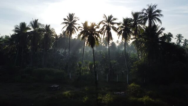 Aerial, sunshine beam shining through tropical coconut tree jungle Southeast Asia