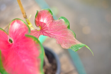 Red leaf Caladium bicolor in nature.