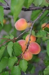 apricot on tree
