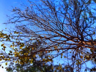 branches against blue sky