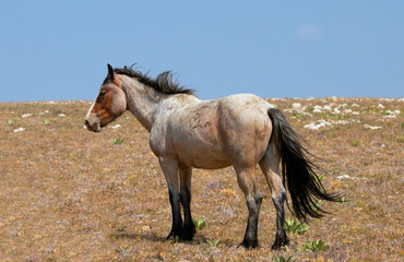 Fototapeta na wymiar Red Roan Wild Horse Mustang Stallion on Sykes Ridge in the Pryor Mountains Wild Horse Range on the border of Wyoming in the United States