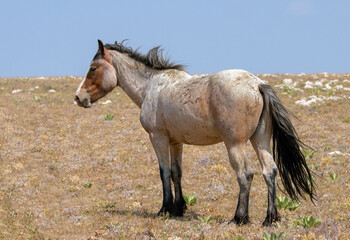 Male Red Roan Wild Horse Mustang Stallion in the west United States