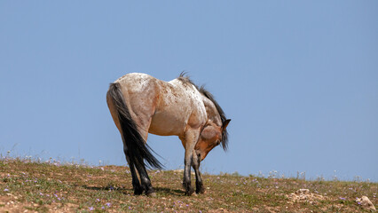 Strawberry Red Roan Wild Horse Mustang Stallion on ridge in the western United States