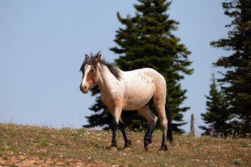 Rust Red Roan Wild Horse Mustang Stallion on hillside in the United States