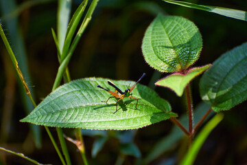 Grasshopper jump close up, insect macro