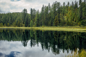 Reflection of green pines in the mirror surface of lake. Dense coniferous forest on the shore of a calm river. Beautiful natural background, photo wallpaper.