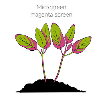 Young microgreen magenta spreen sprouts, magenta spreen microgreen growing, young green leaves, healthy lifestyle concept, vegan healthy food. Realistic illustration by hand isolated 