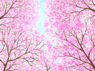 Cherry blossoms in full bloom drawn with digital watercolor