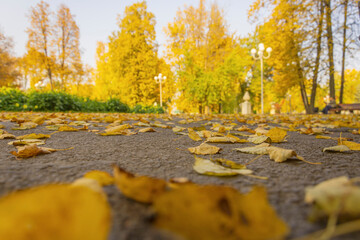 Naklejka na ściany i meble Asphalt path in the city park, covered with yellow fallen leaves and leading to the autumn forest.