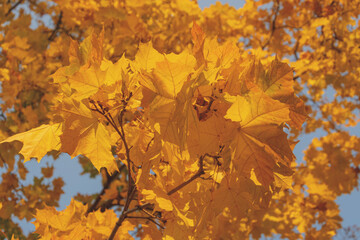 Beautiful bouquet of yellow autumn leaves of Canadian maple against the blue sky.