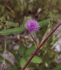 Little Purple flower