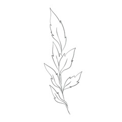 collection forest fern eucalyptus art foliage natural
leaves herbs in line style. Decorative beauty, elegant illustration 
for design: Vector flower Botanical