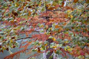 The Red and Green of Fall