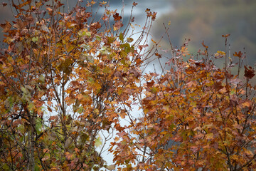 Fall leaves and River in Background