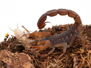 P1240102 parthenogenetic Indian scorpion, Lychas tricarinatus, with cricket cECP 2022