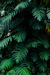 Fototapeta na wymiar Full Frame of Green Leaves Pattern Background, Nature Lush Foliage Leaf Texture.