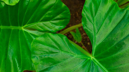 closeup nature view of tropical leaves background, dark nature concept