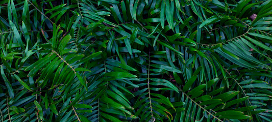 Naklejka na ściany i meble Full Frame of Green Leaves Pattern Background, Nature Lush Foliage Leaf Texture.