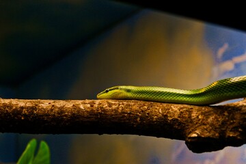 Green snake 