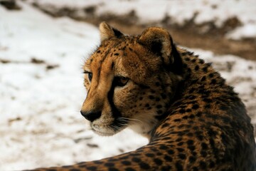 Cheetah