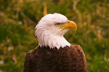 Bald Eagle
