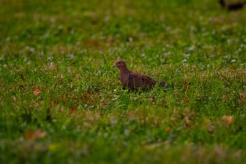 Bird in park