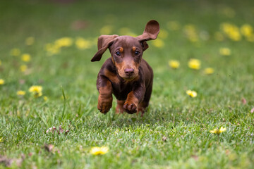 Dachshound