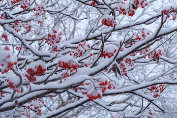 カヤノ平のナナカマド