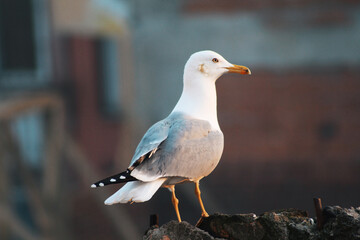 Seagull On The Roof