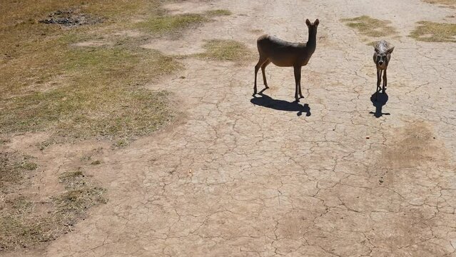 two white-tailed deer start in the dry grass under the hot sun