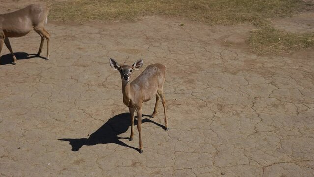 baby white-tailed deer in costa rica savanna eating on dry land