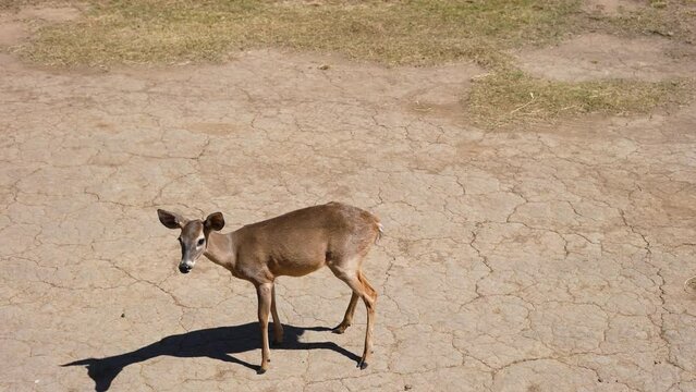 white-tailed deer in costa rica savanna eating on dry land Odocoileus virginianus