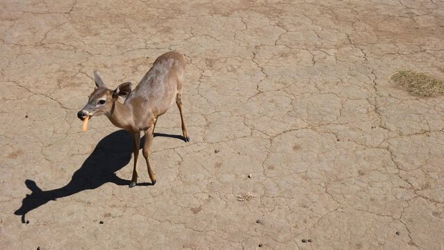 white-tailed deer start in the dry grass under strong sunshine